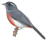 Grey-throated Chat Illustration