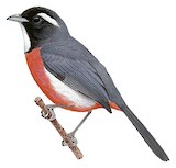 Rose-breasted Chat Illustration