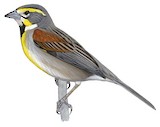 Dickcissel Illustration