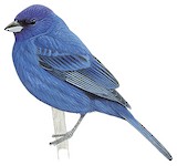 Indigo Bunting Illustration