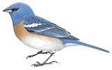 Lazuli Bunting Illustration