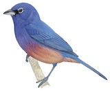 Rose-bellied Bunting Illustration