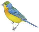 Orange-breasted Bunting Illustration