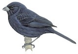 Cabanis's Seedeater Illustration