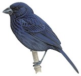 Carrizal Seedeater Illustration