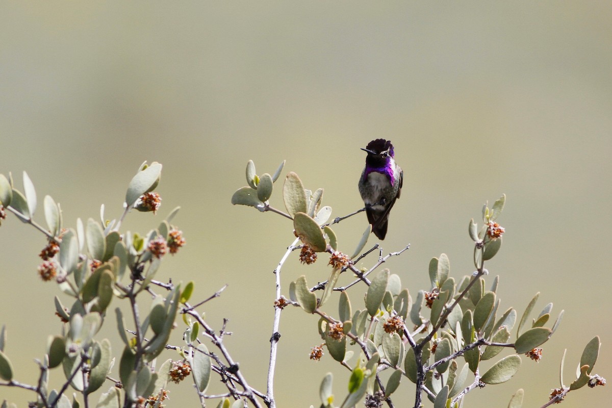 Costa's Hummingbird - ML153233371