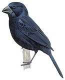 Blue-black Grosbeak Illustration