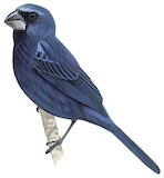 Ultramarine Grosbeak Illustration