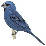 Glaucous-blue Grosbeak Illustration