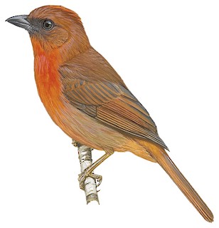 Cardinalidae - Cardinals and Allies - Birds of the World