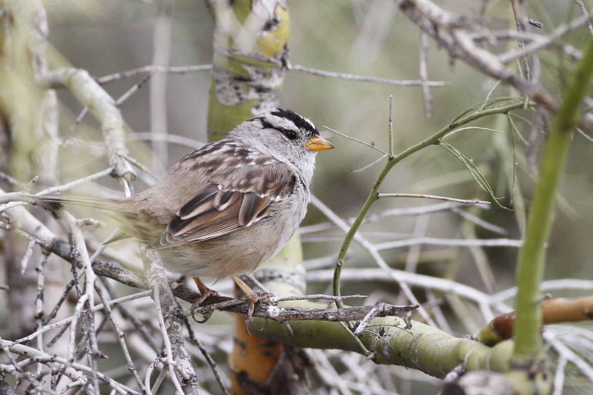 White-crowned Sparrow - ML153234021