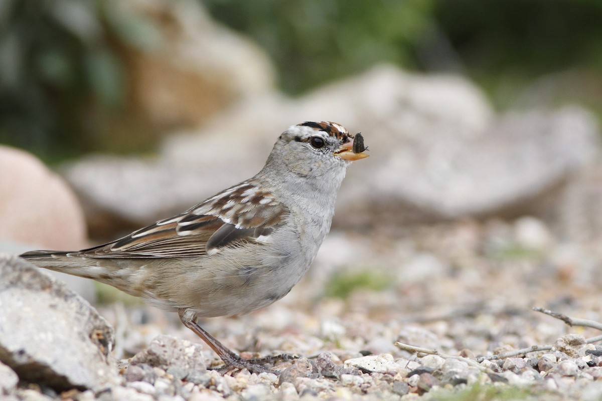 White-crowned Sparrow - ML153234031