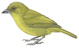 Carmiol's Tanager Illustration