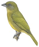 Ochre-breasted Tanager Illustration