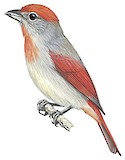 Rose-throated Tanager Illustration