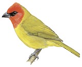 Red-headed Tanager Illustration