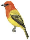 Red-hooded Tanager Illustration