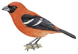 White-winged Tanager Illustration