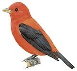 Scarlet Tanager Illustration