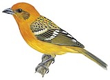 Flame-colored Tanager Illustration