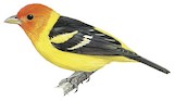 Western Tanager Illustration