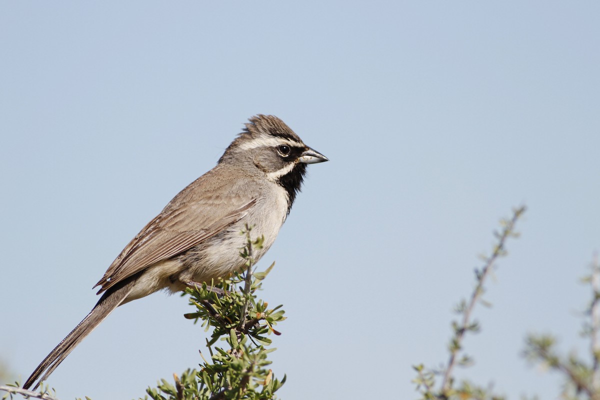 Black-throated Sparrow - Kyle Lima