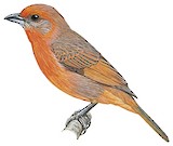 Tooth-billed Tanager Illustration