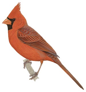 Northern Cardinal Identification, All About Birds, Cornell Lab of  Ornithology