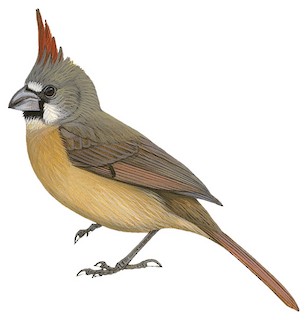 Photino Birds, Kardashev Scale Wiki