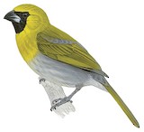 Black-faced Grosbeak Illustration