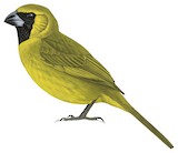 Yellow-green Grosbeak Illustration