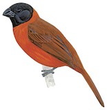 Red-and-black Grosbeak Illustration