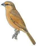 Brown Tanager Illustration