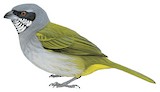 Yellow-shouldered Grosbeak Illustration