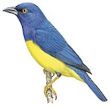 Blue-backed Tanager Illustration