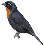 Scarlet-throated Tanager Illustration