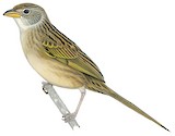 Wedge-tailed Grass Finch Illustration