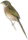 Duida Grass Finch Illustration