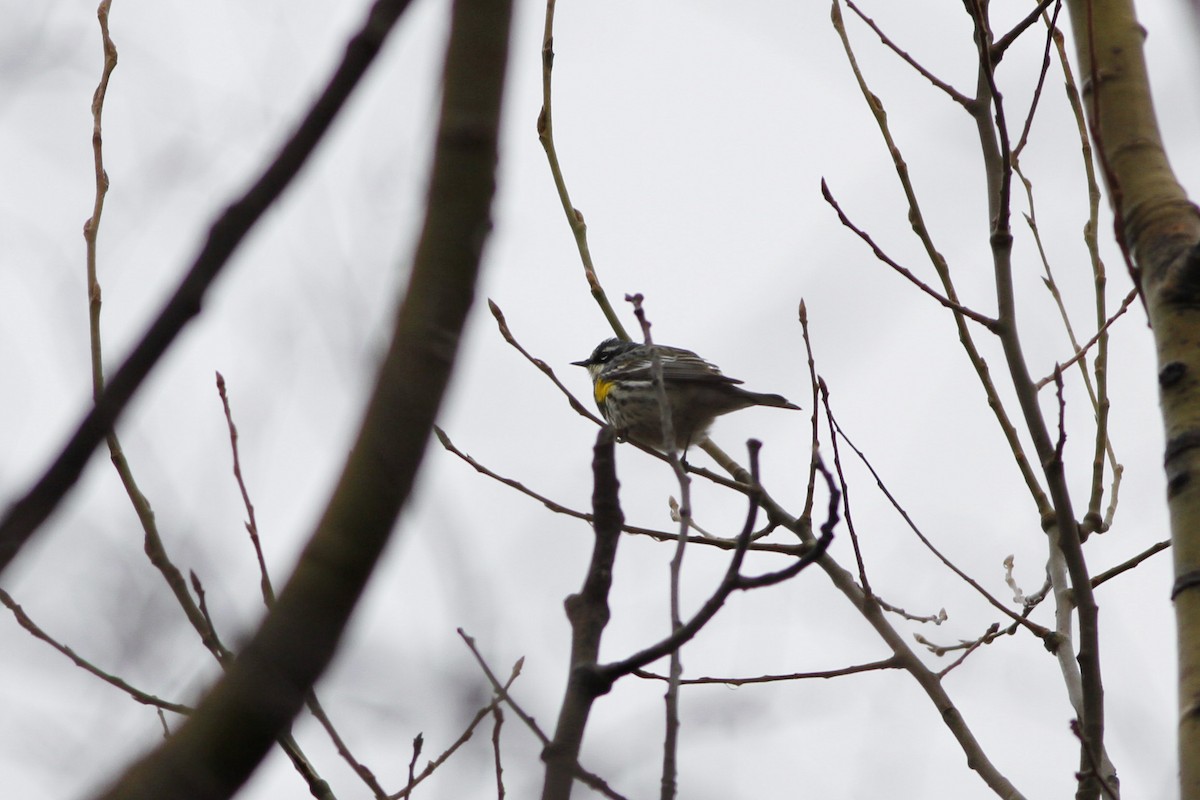 Yellow-rumped Warbler (Myrtle) - Kyle Lima