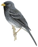 Mourning Sierra Finch Illustration