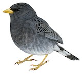 Band-tailed Sierra Finch Illustration