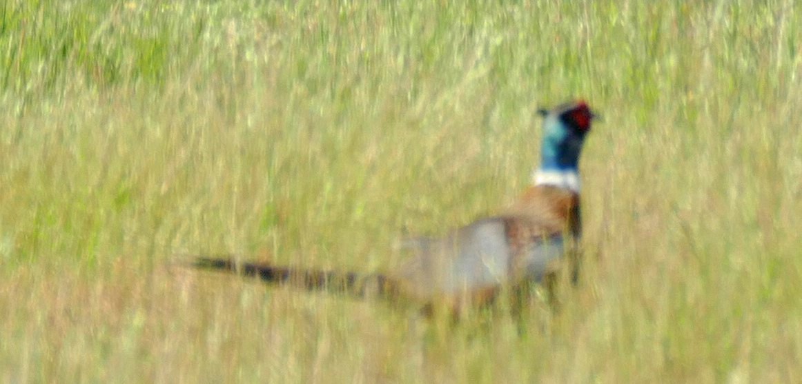 Ring-necked Pheasant - Kitty ONeil