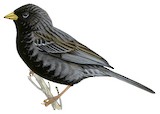 Carbonated Sierra Finch Illustration