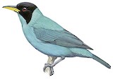 Green Honeycreeper Illustration