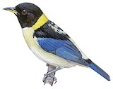 Golden-collared Honeycreeper Illustration