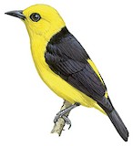 Black-and-yellow Tanager Illustration