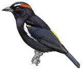 Scarlet-browed Tanager Illustration