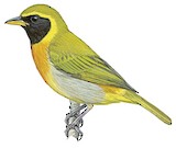 Guira Tanager Illustration