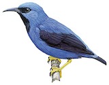 Shining Honeycreeper Illustration