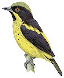 Yellow-bellied Dacnis Illustration